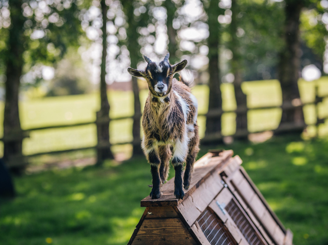 Yew Tree Farm主图