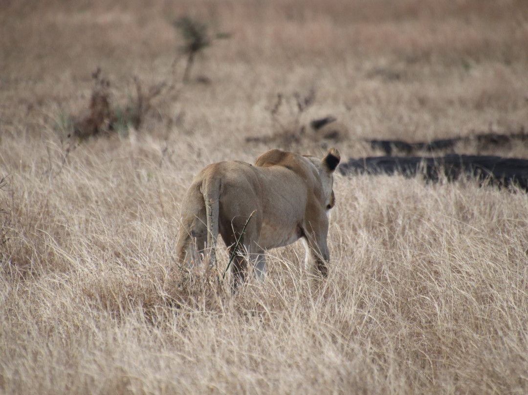 Stanley's Kopje主图