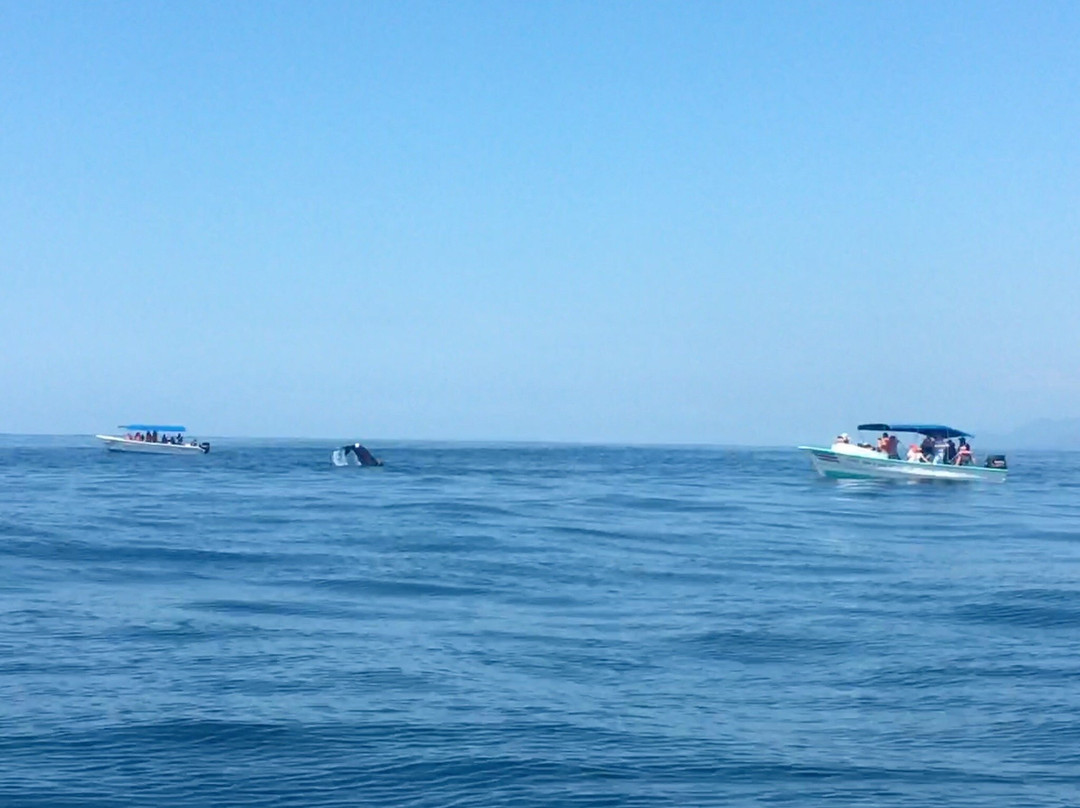 Ballena Infocenter景点图片