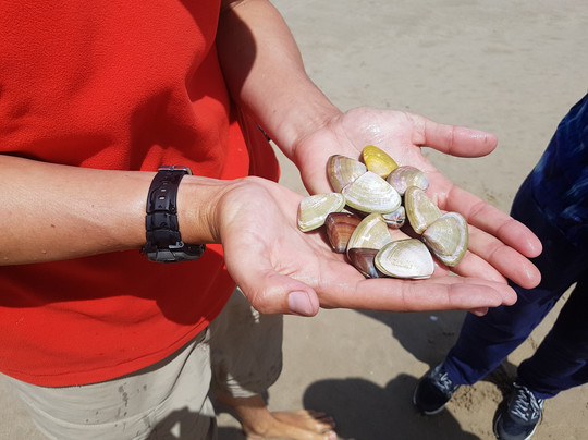 Cruise The Coorong-Goolwa必去景点