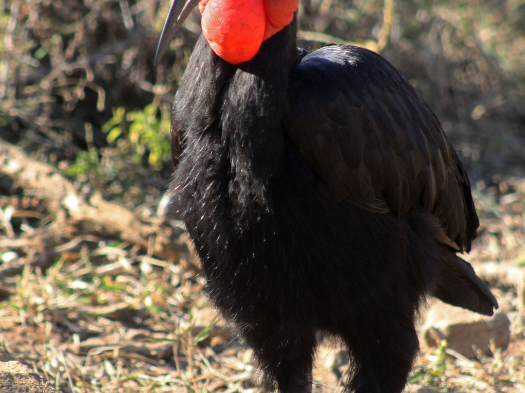 Explore Kruger Safaris-玛洛斯帕克必去景点