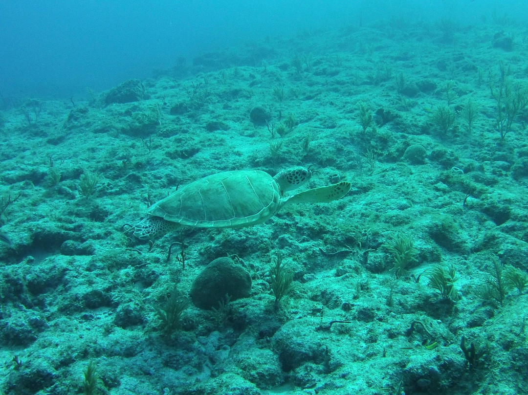 Sea Dwellers Dive Center of Key Largo景点图片