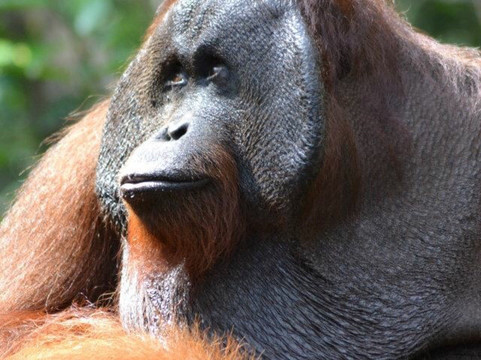 Tanjung Puting Tour-Pangkalan Bun必去景点