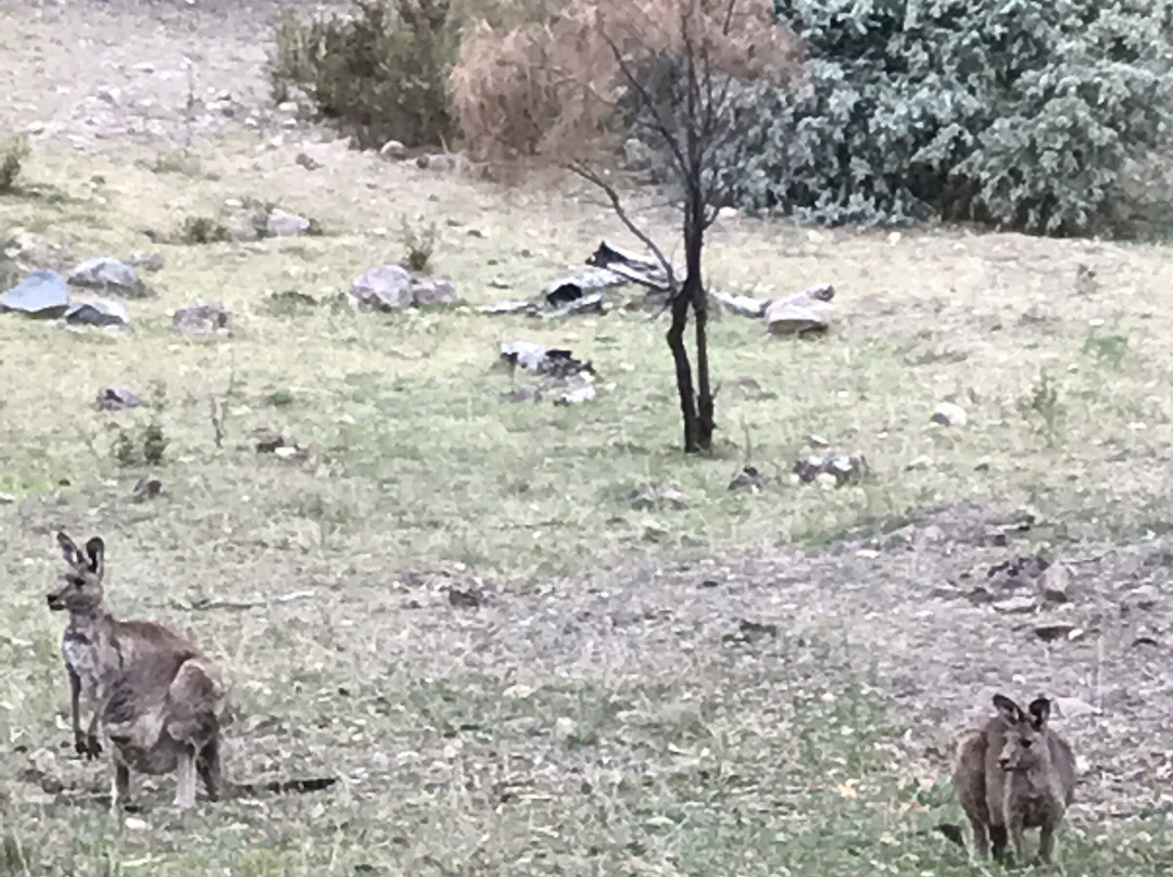 Mount Taylor Nature Reserve-堪培拉必去景点