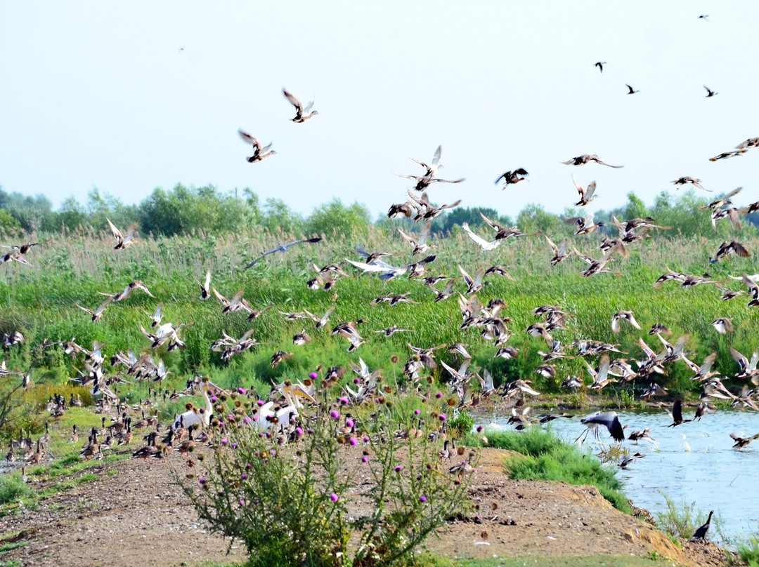 Danube Biospheric Reserve-Vilkovo必去景点