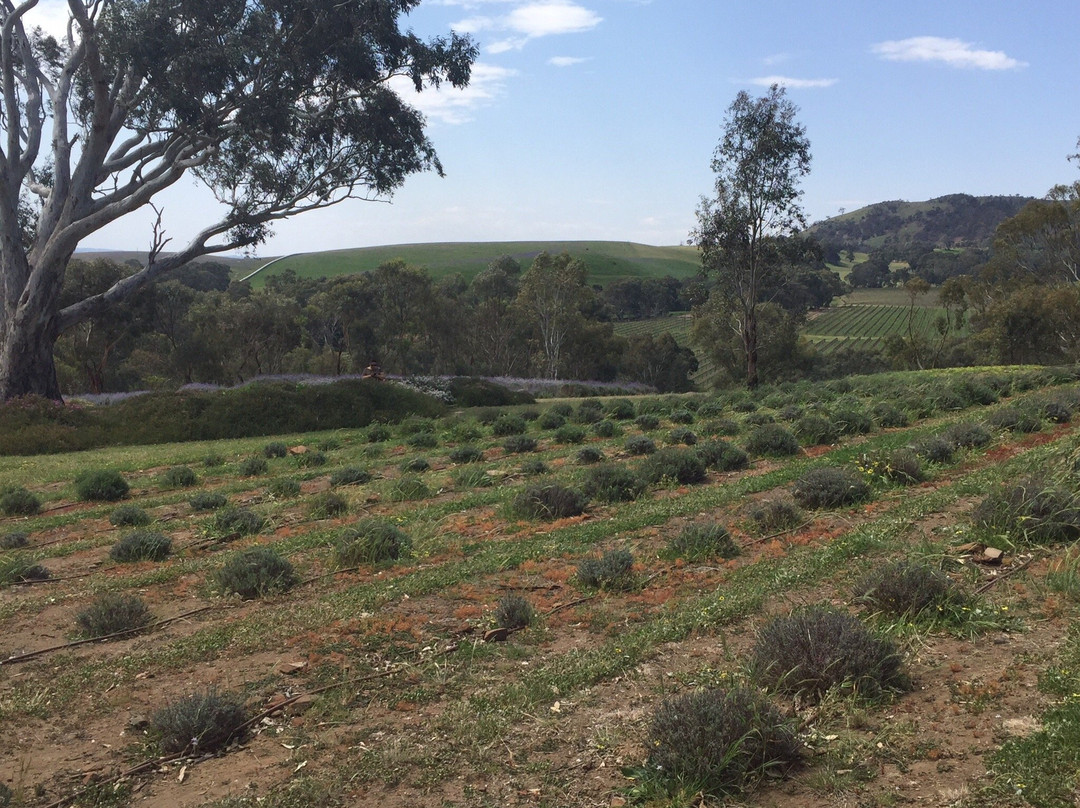 Lyndoch Lavender Farm景点图片