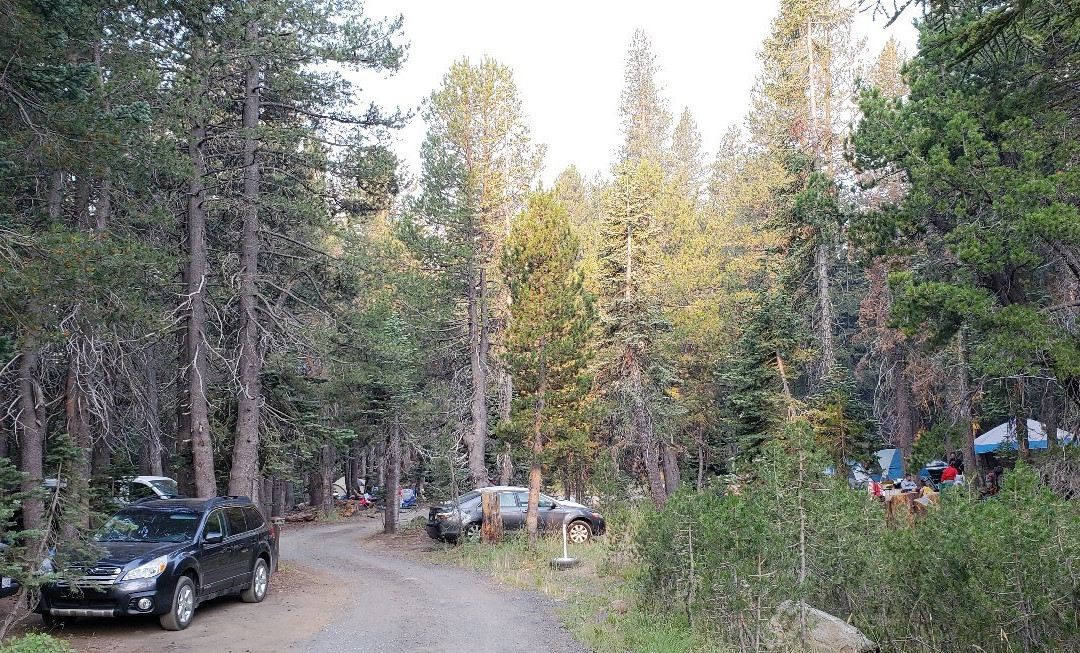 Lodgepole Group Lake Alpine