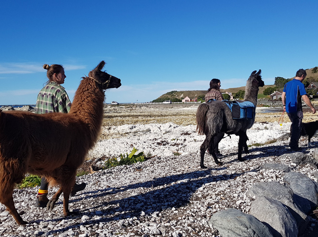 Cushchine Animal FarmYard Park-Kaikoura必去景点