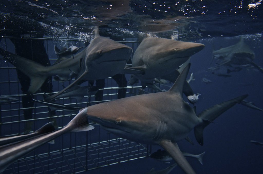 Shark Cage Diving景点图片