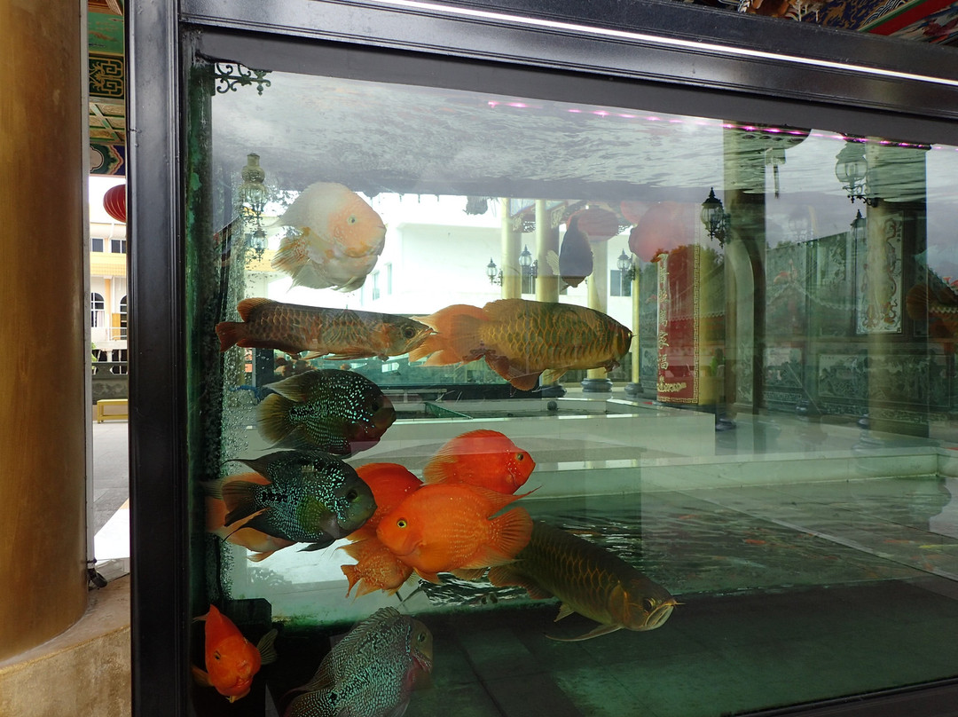 Hai Long Si Temple-美里必去景点