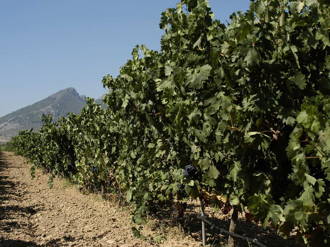 La Font de la Figuera旅游攻略图片