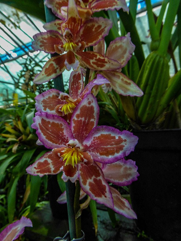 Orchid Paradise-牛顿阿伯里必去景点