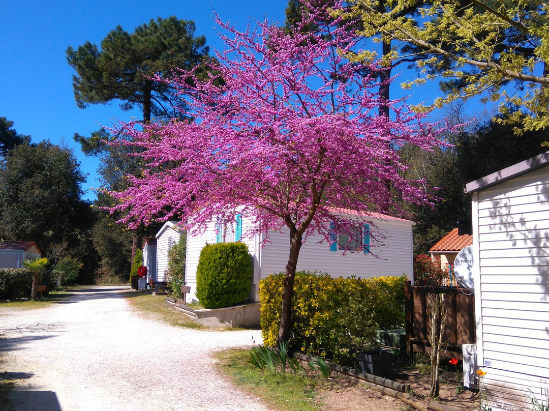 Camping Les Ombrages