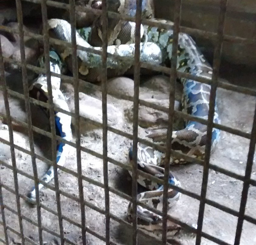 Aithal Snake Park景点图片