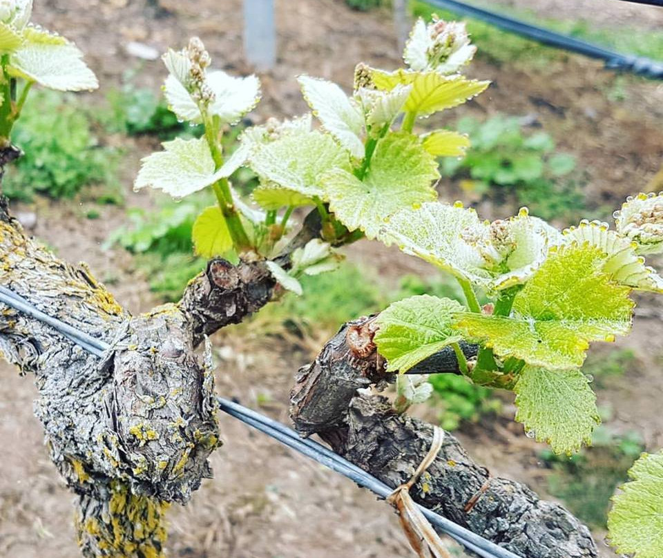 Valparaiso Wine Tours