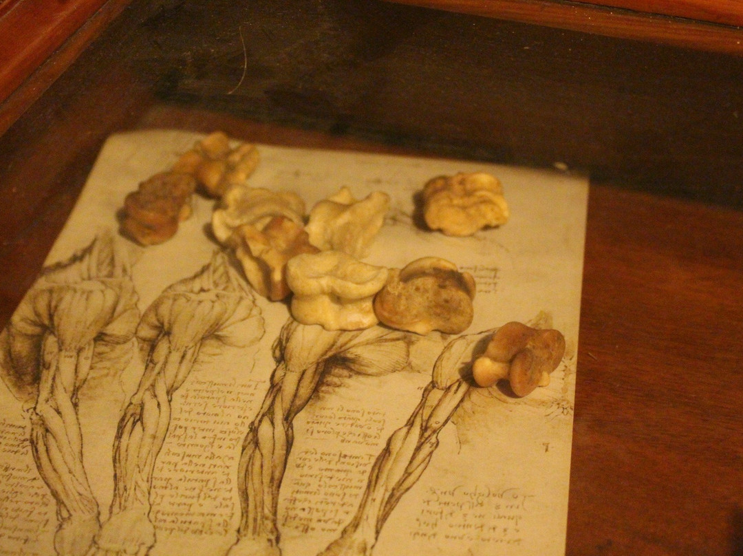 Lockdunum-Villeurbanne必去景点