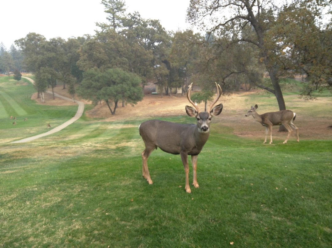 Pine Mountain Lake Golf Course-格罗夫兰必去景点