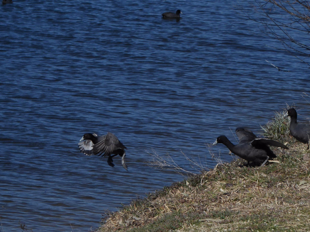 Lake Wallace-Wallerawang必去景点