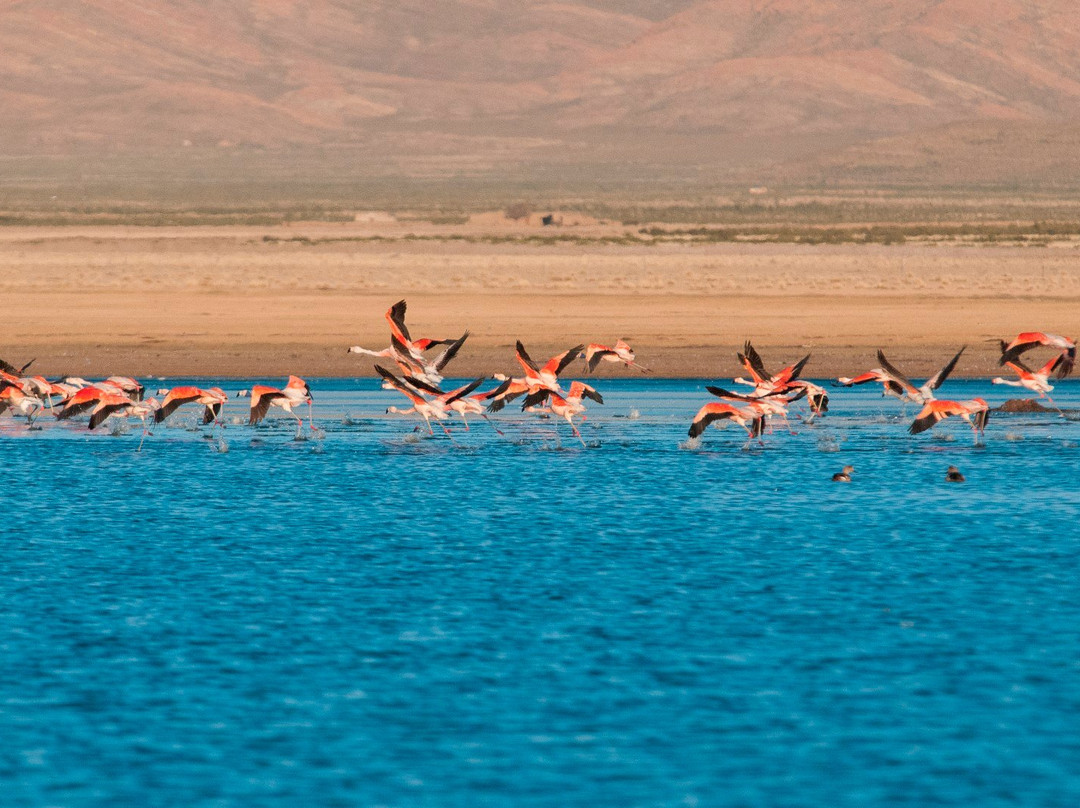 Monumento Natural Laguna de los Pozuelos景点图片
