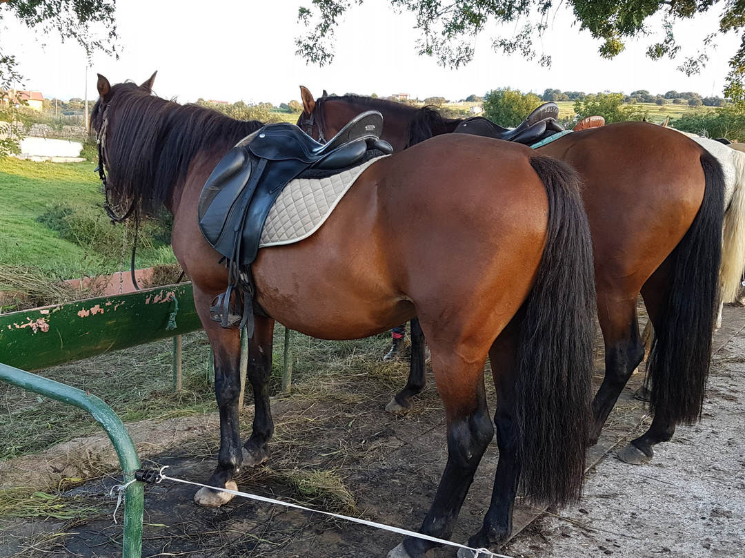 Paseos a Caballo La Robleda景点图片