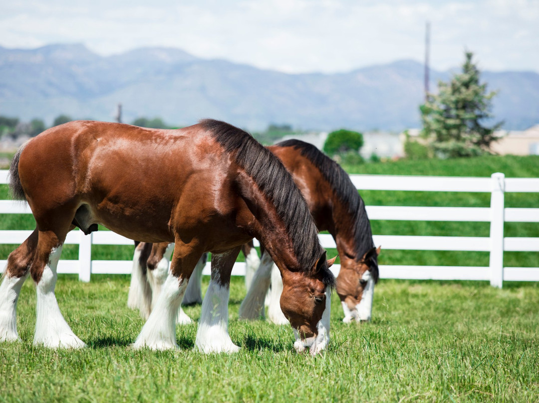 Budweiser Brewery Experience-科林斯堡必去景点
