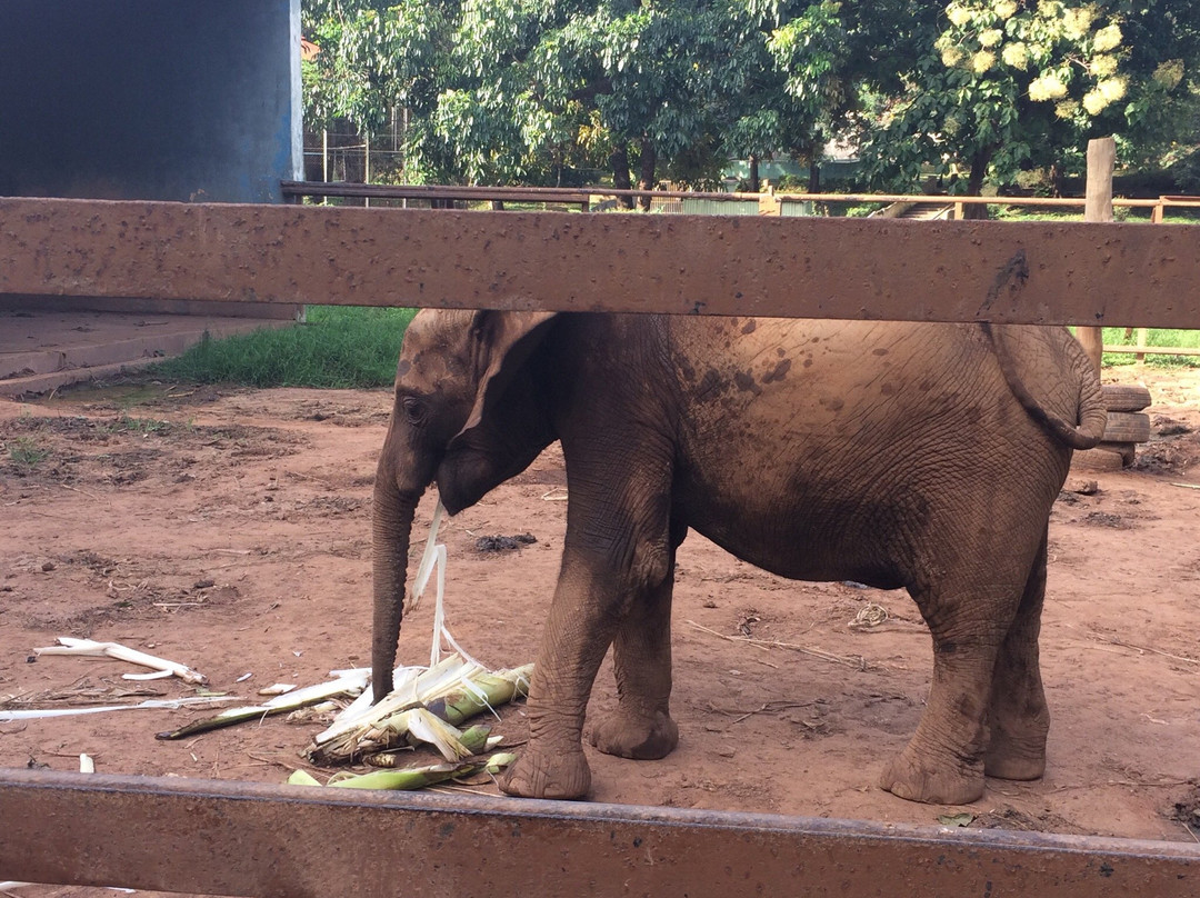 Kumasi Zoo-库马西必去景点