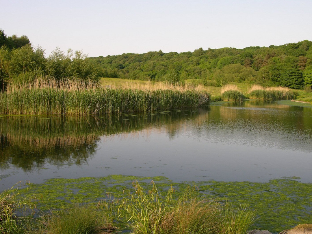 Derwenthaugh Country Park景点图片