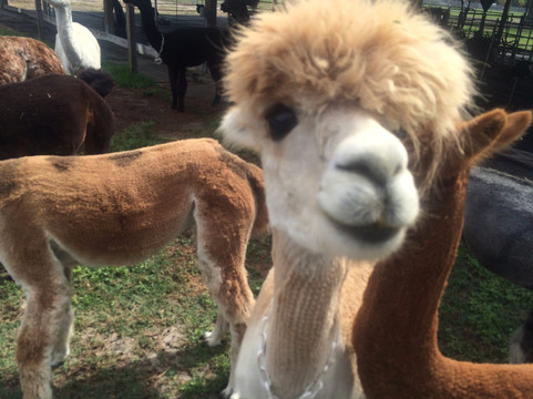 Golden Spirit Alpaca Ranch-Odessa必去景点