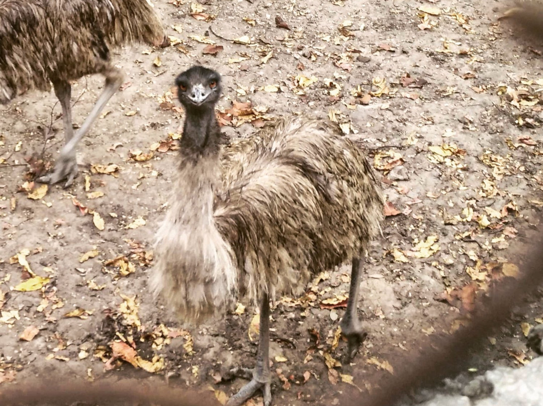 Tiger Safari-卢迪亚纳必去景点