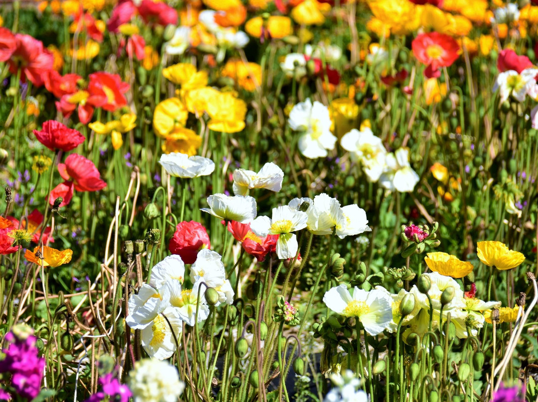 Flower Fields of Chikura-cho-南房总市必去景点