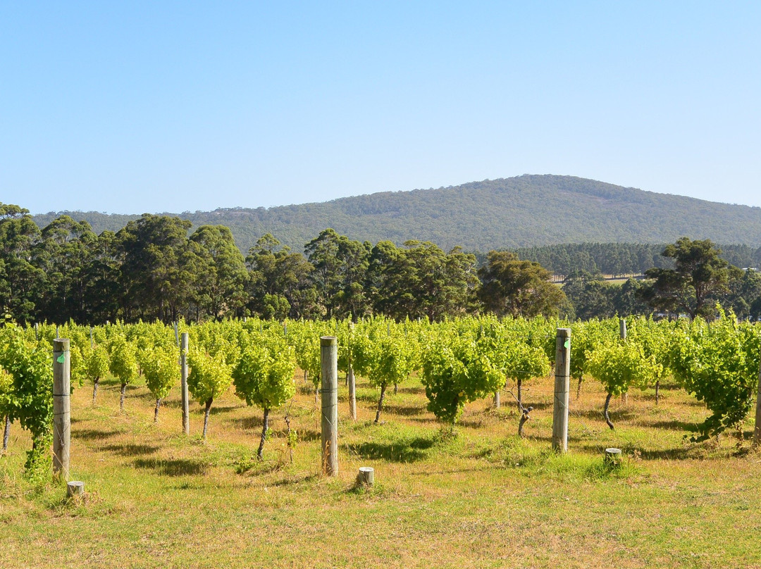 Forest Hill Wines景点图片