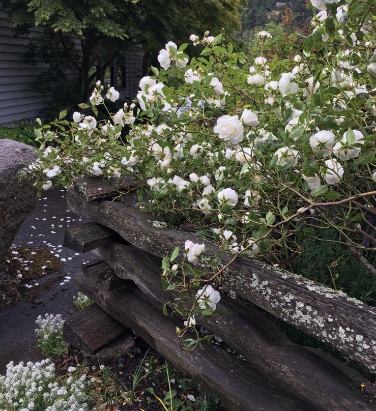 Orcas Island Historical Museum景点图片