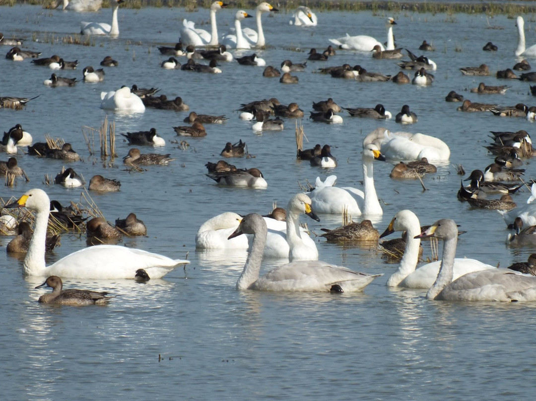 Hakuchonosato-印西市必去景点