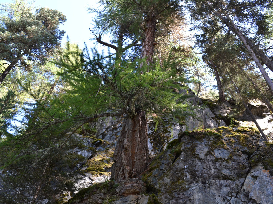 Sentier didactique de Zau Zoura景点图片