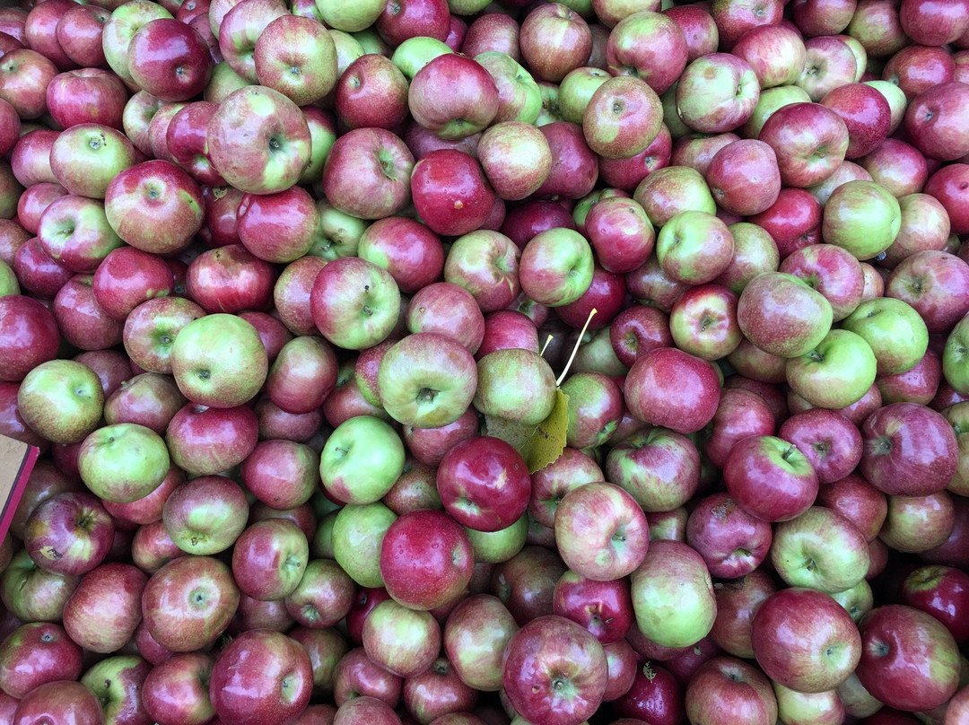Franklin Cider Mill-布卢姆菲尔德希尔斯必去景点