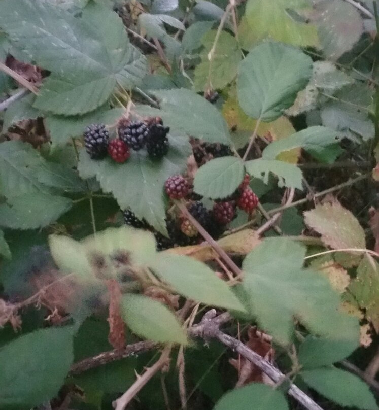 Fitton Green Natural Area-科瓦利斯必去景点