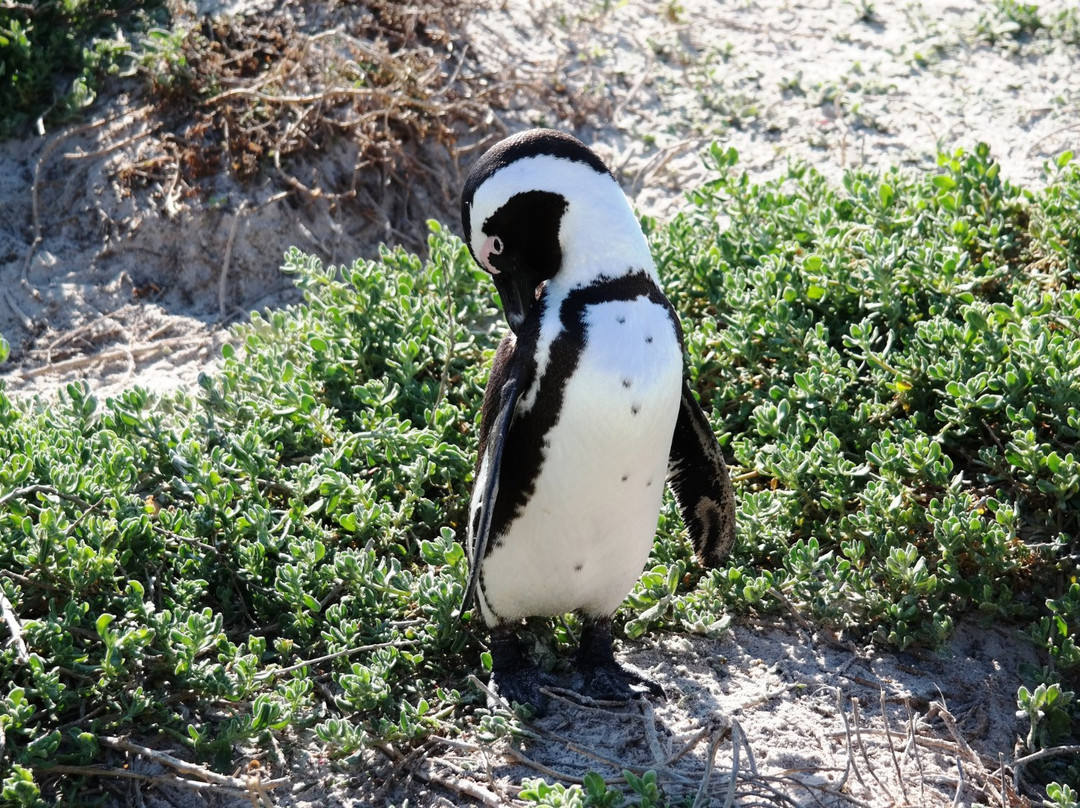 SANCCOB Seabird Rehabilitation Centre景点图片