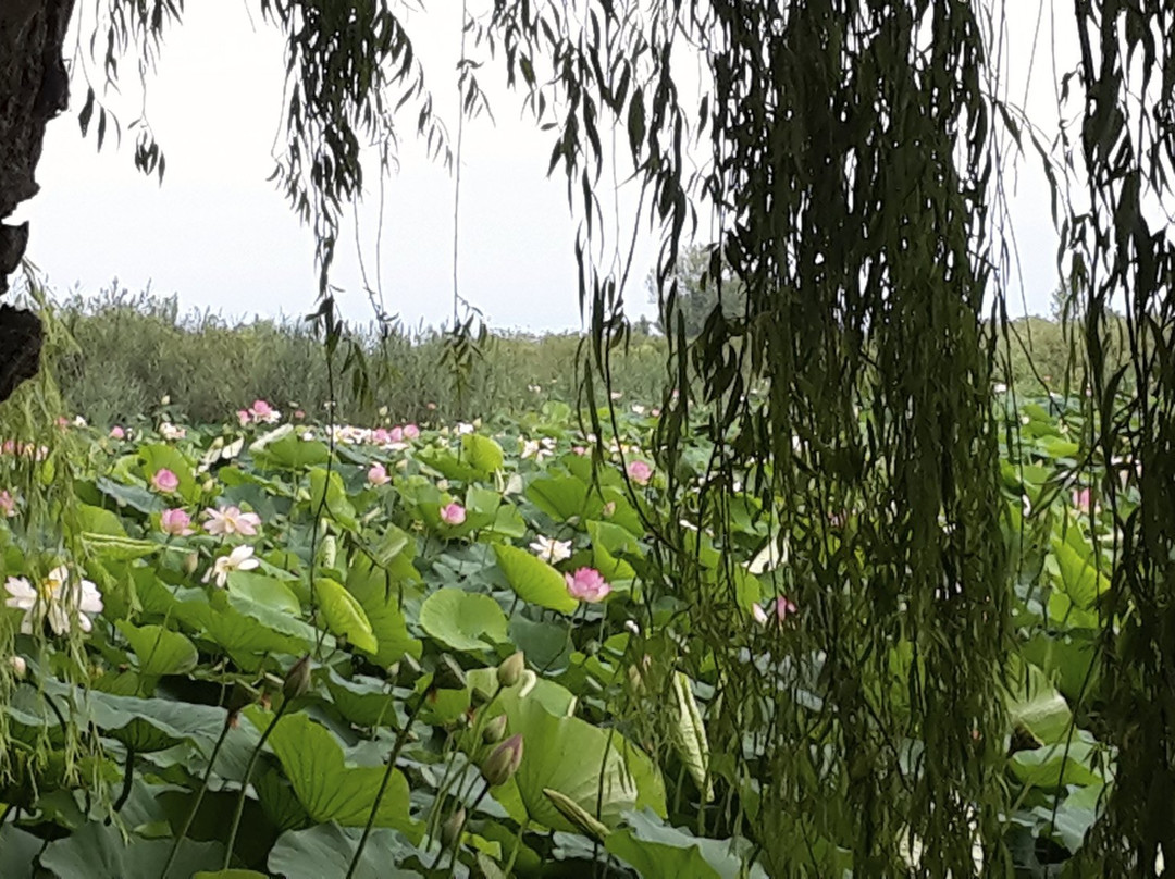 Riserva naturale Valli del Mincio景点图片