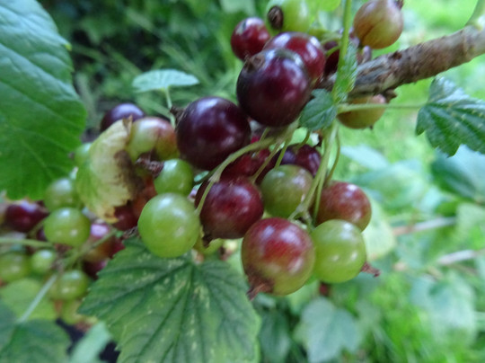 De Kwade Hoek-Goedereede必去景点