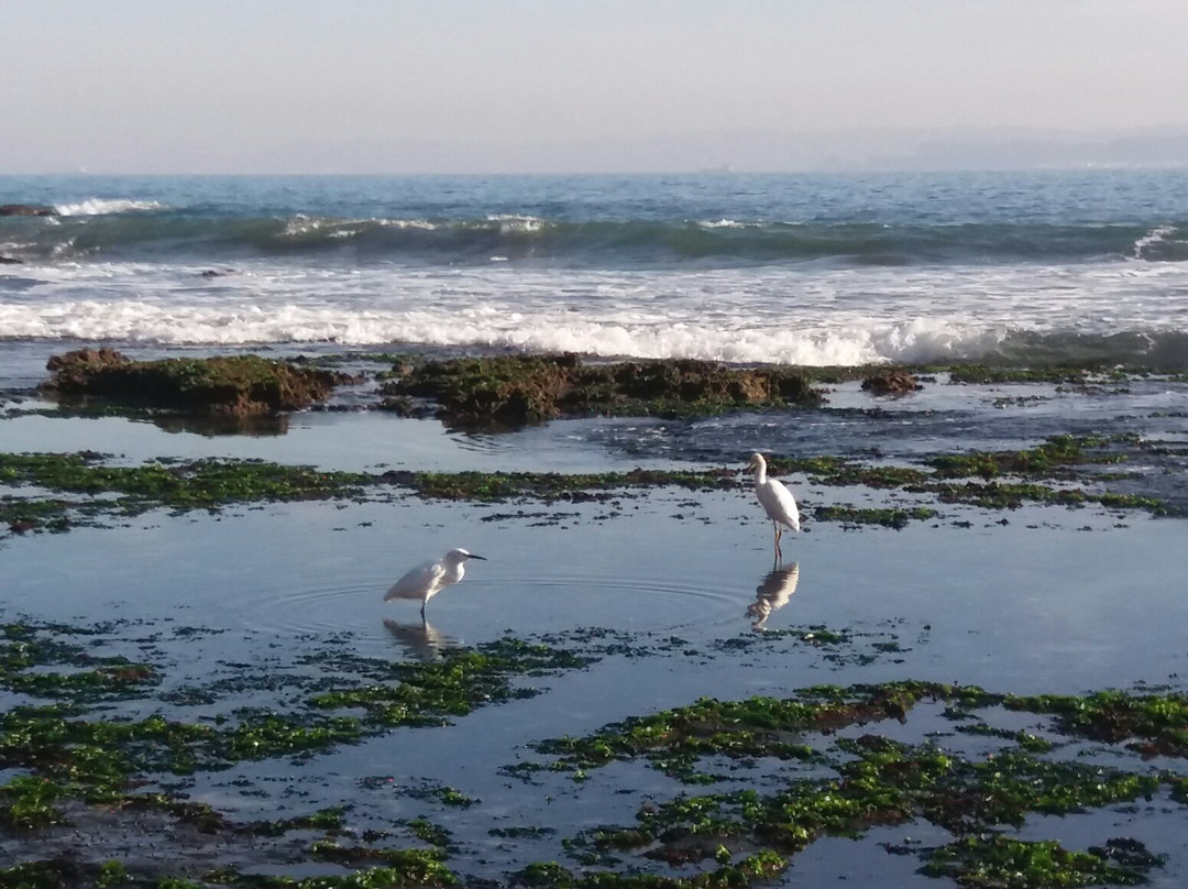 Playa de Cocholgue-Tome必去景点