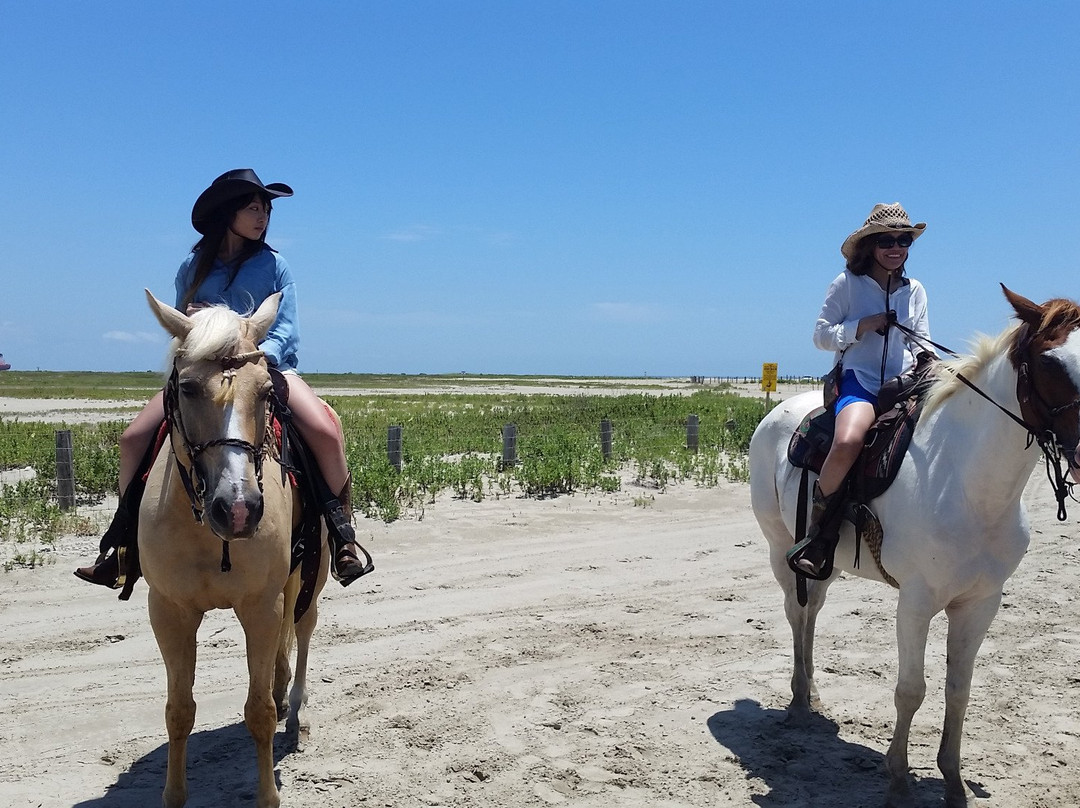 Galveston Island Horse & Pony Rides-加尔维斯顿岛必去景点