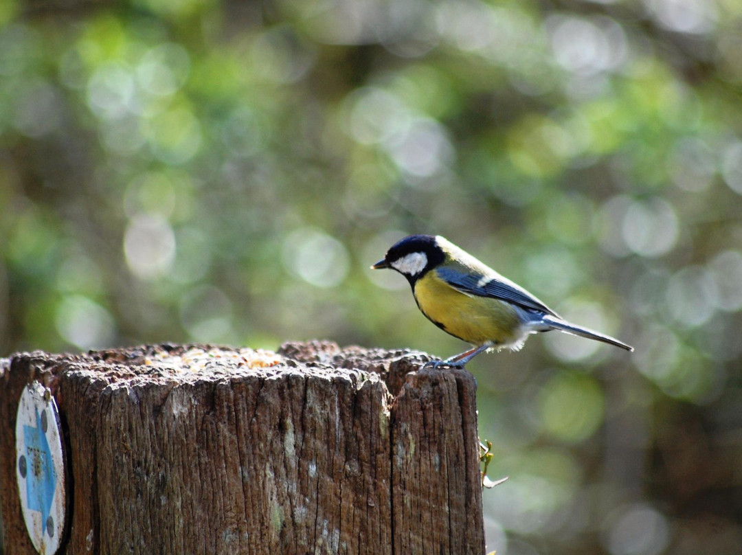 Forest Farm Country Park景点图片