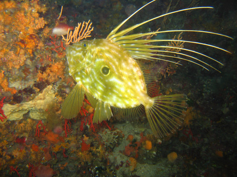 Plongée Privilege-博尔默勒米莫萨必去景点