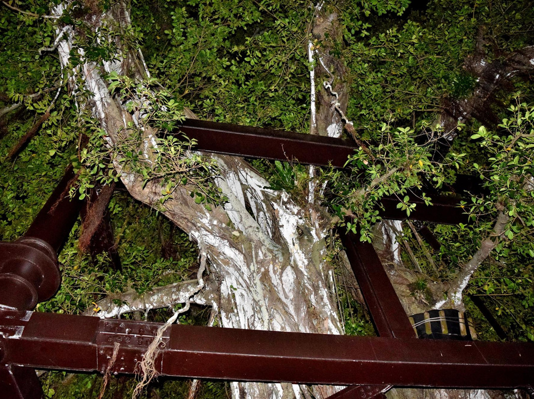 Nago Himpun Banyan Tree-名护市必去景点