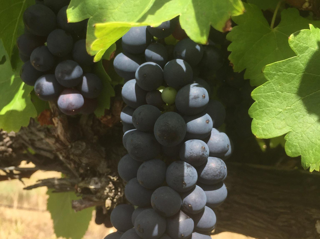 Normanby Wines景点图片
