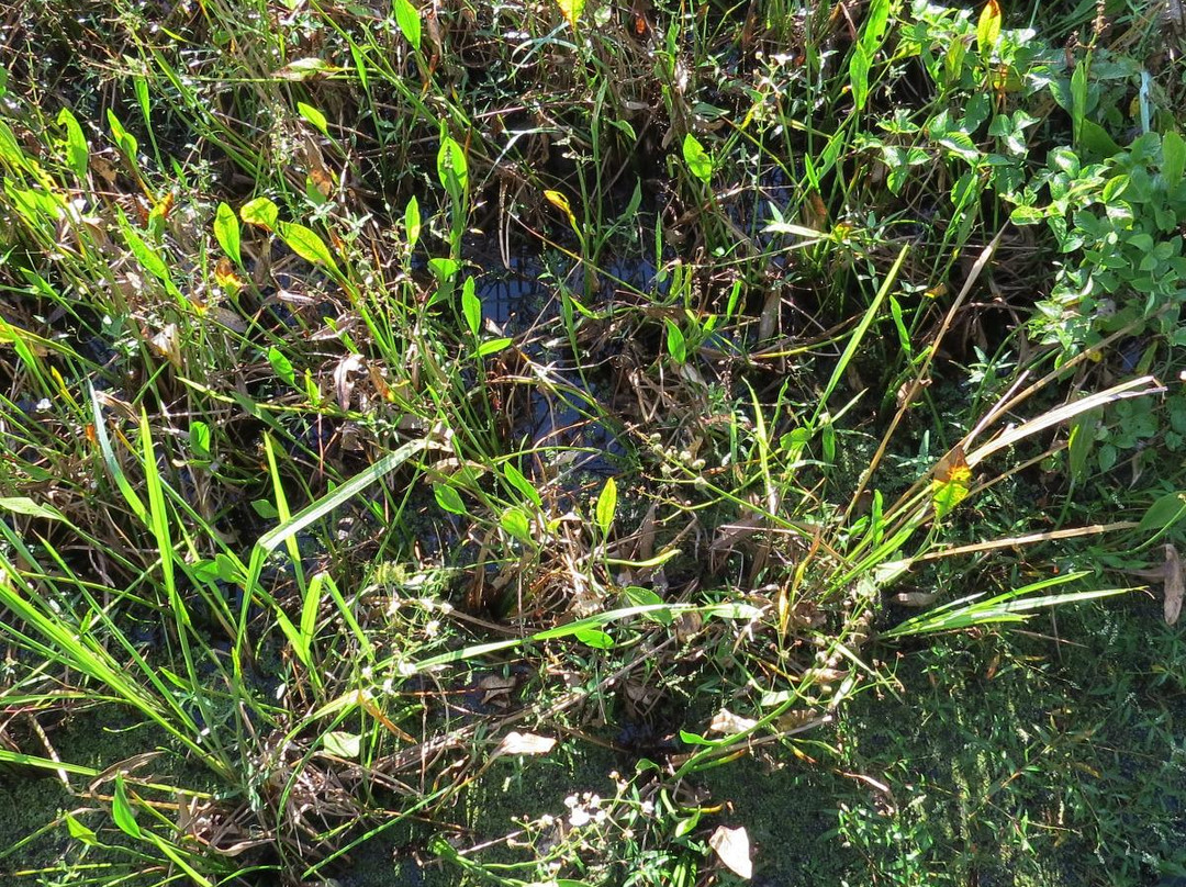 Blue Elbow Swamp-奥兰治必去景点