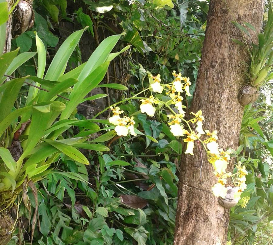 Andumaly Trinity Ayurveda Hospital-科塔亚姆必去景点