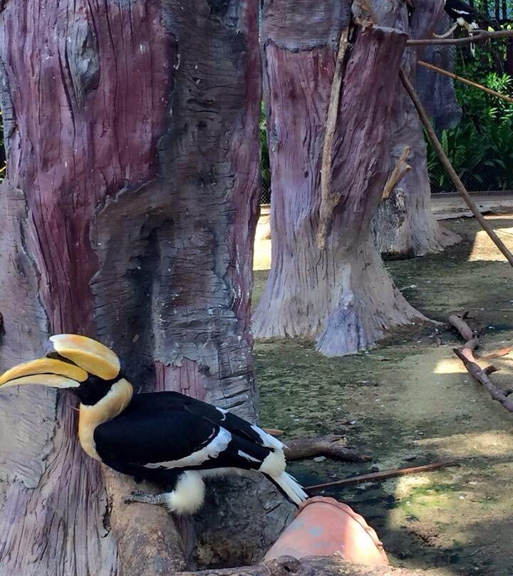 Chainat bird park-猜纳必去景点