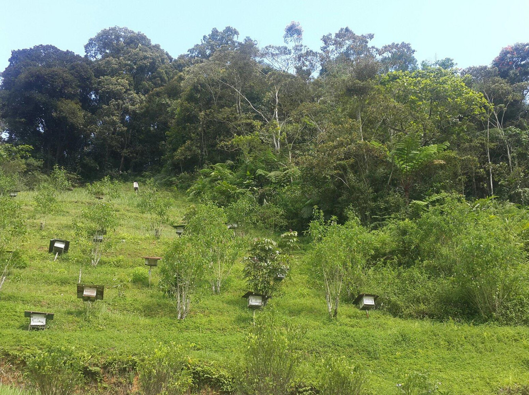 YZ Strawberry Farm-丹那拉塔必去景点