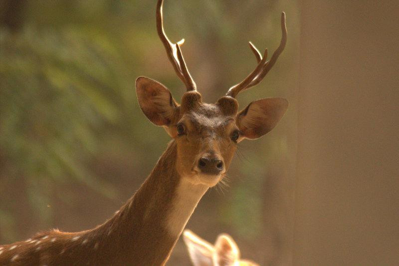 Ballavpur Wildlife Sanctuary景点图片